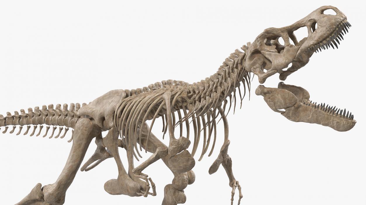 3D Tyrannosaurus Rex with Skeleton Fossil Rigged Collection