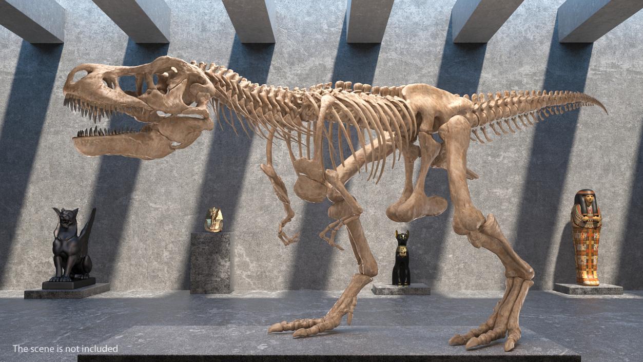 3D Tyrannosaurus Rex with Skeleton Fossil Rigged Collection