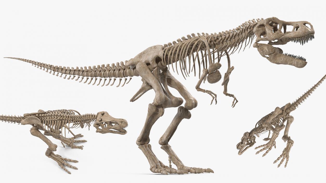 3D Tyrannosaurus Rex with Skeleton Fossil Rigged Collection