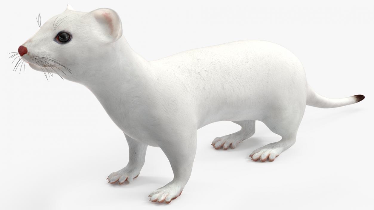 3D model Ermine Winter Coat 2