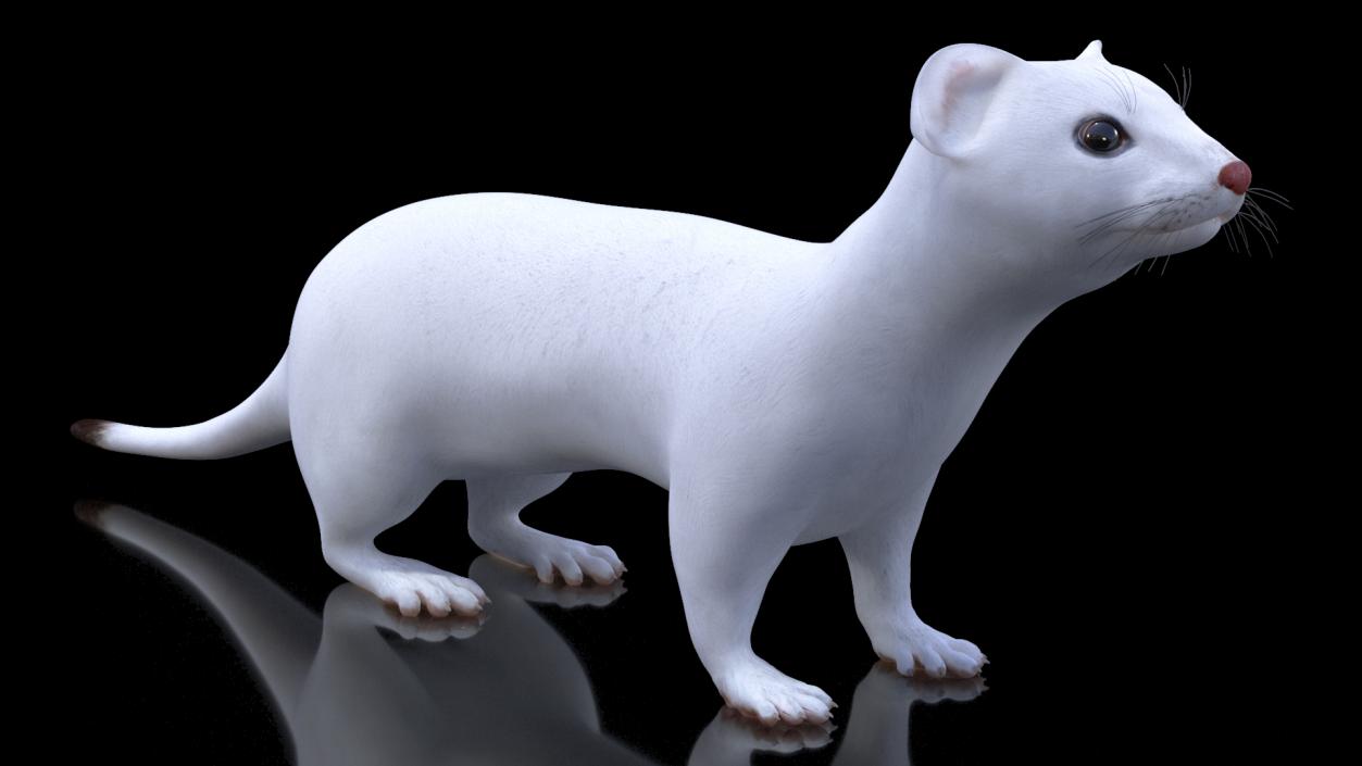 3D model Ermine Winter Coat 2