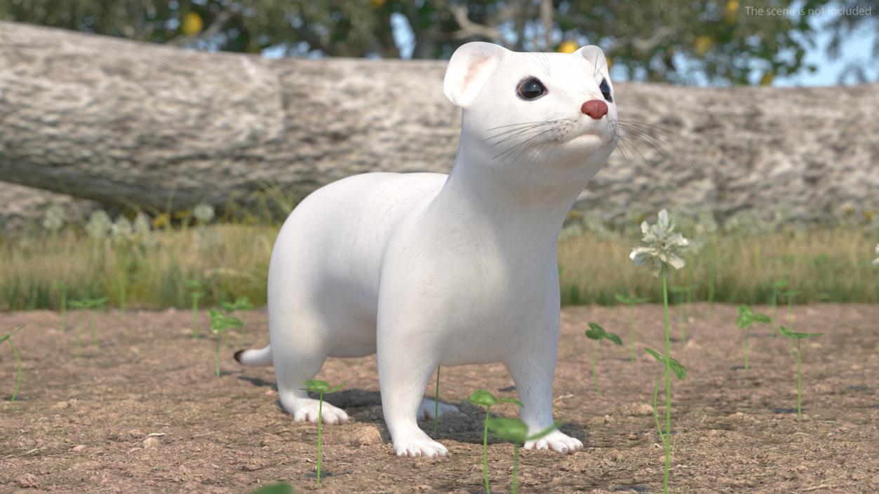 3D model Ermine Winter Coat 2