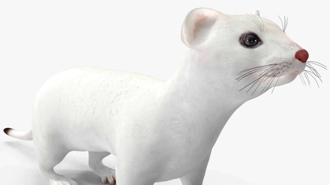 3D model Ermine Winter Coat 2