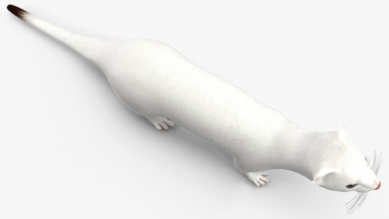 3D model Ermine Winter Coat 2