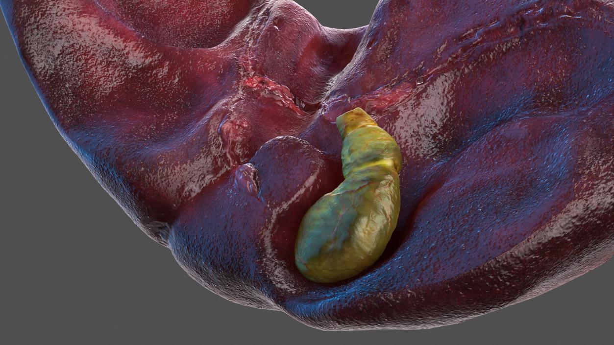 Human Gallbladder System 3D model