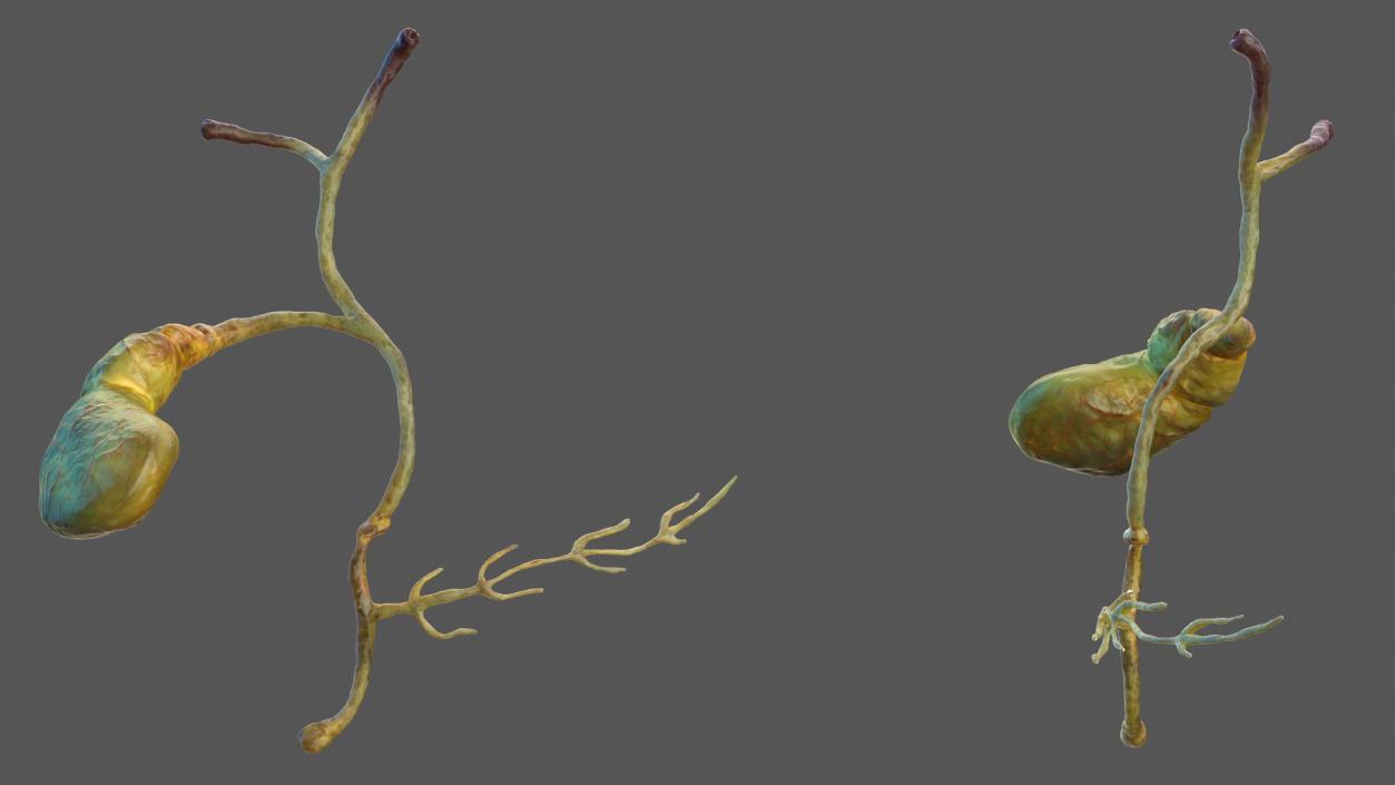 Human Gallbladder System 3D model