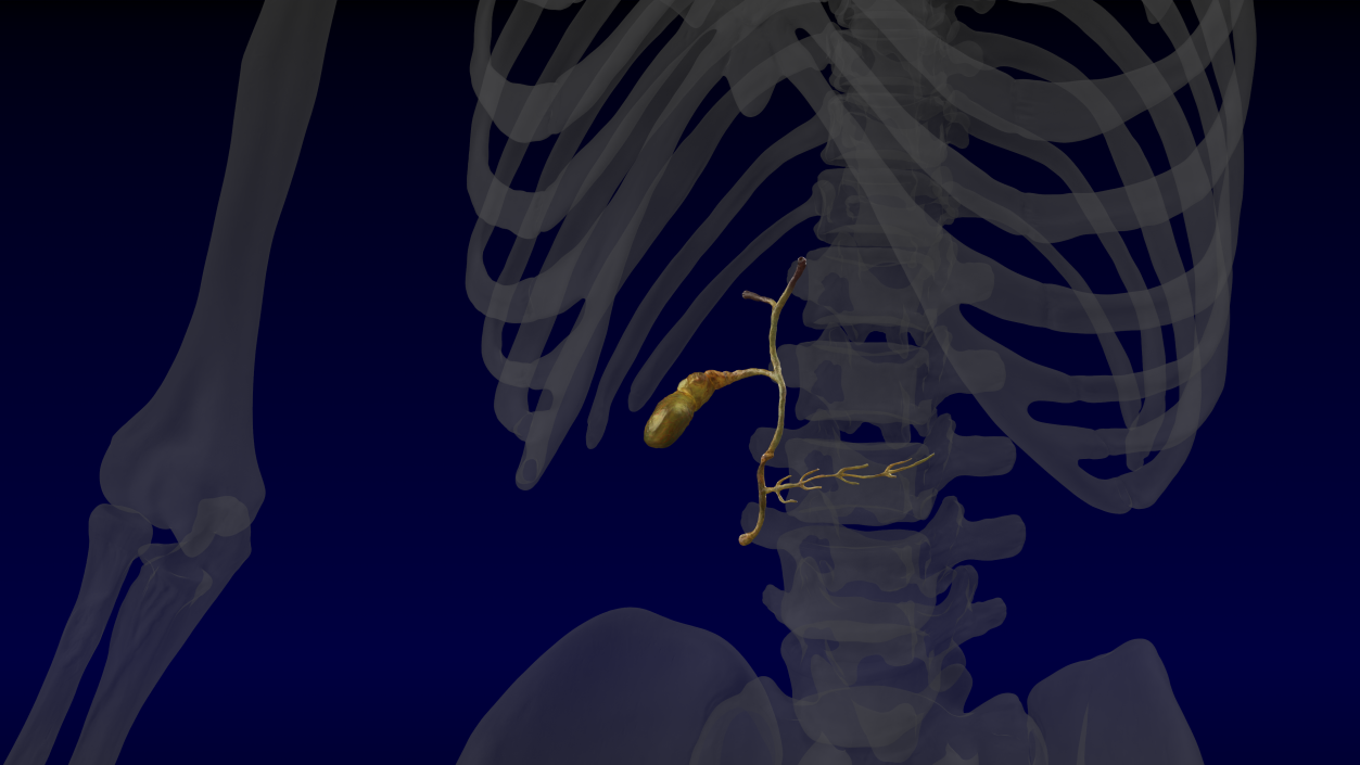 Human Gallbladder System 3D model