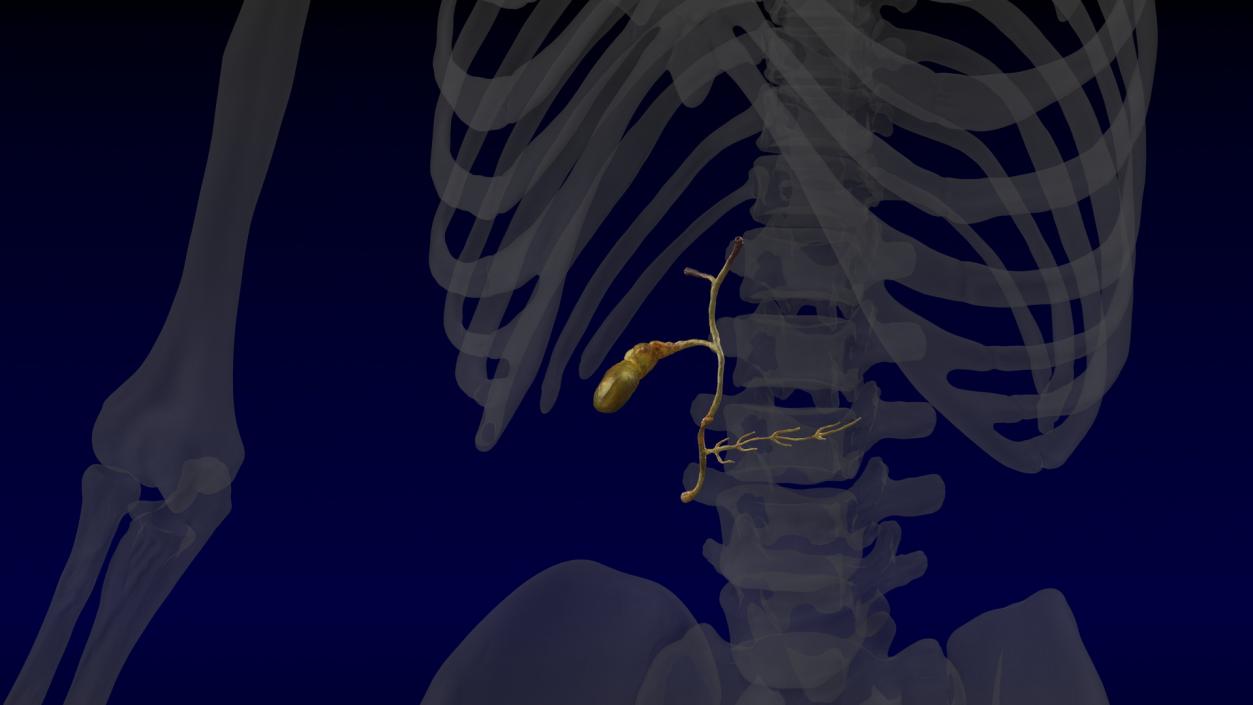 Human Gallbladder System 3D model