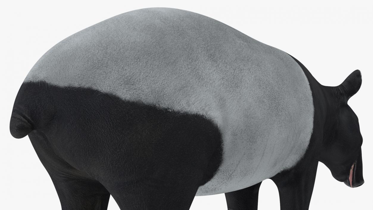 Tapir 3D model