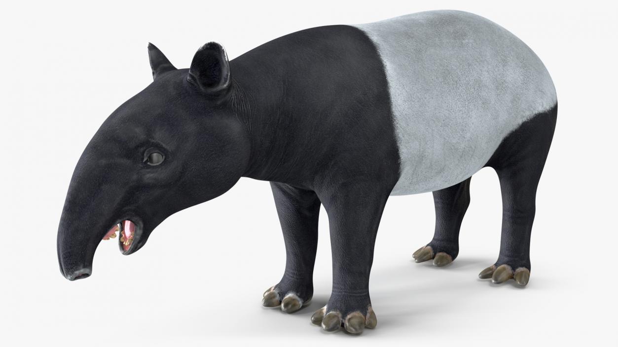 Tapir 3D model