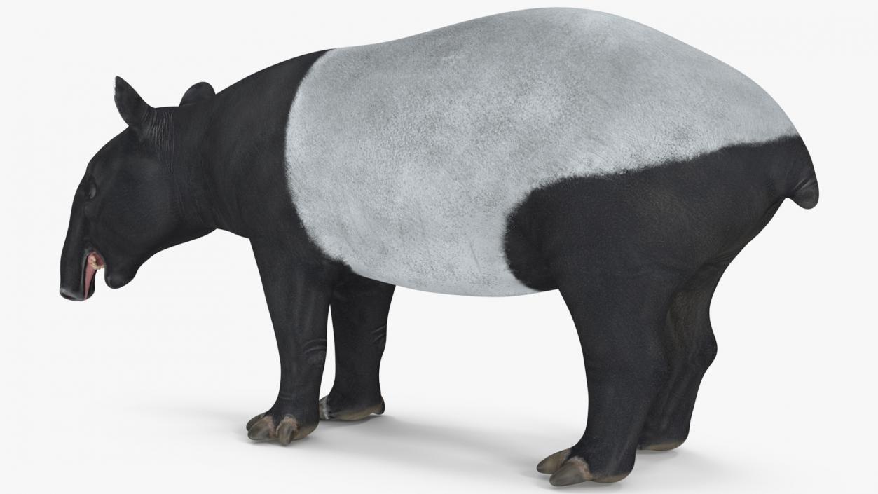 Tapir 3D model