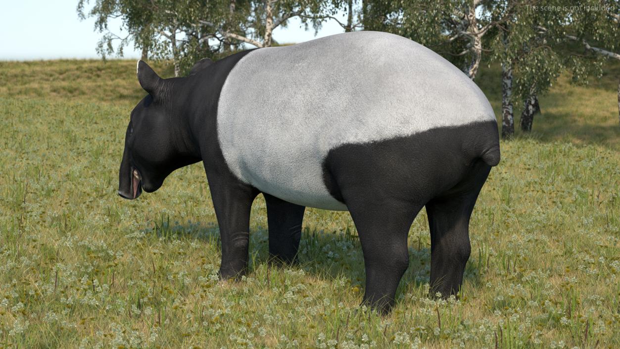 Tapir 3D model