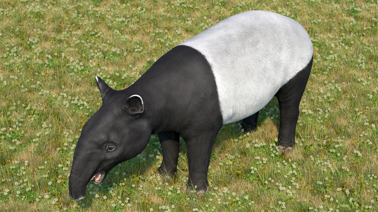 Tapir 3D model