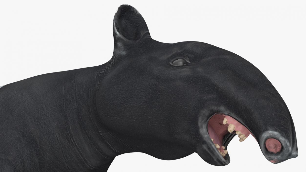 Tapir 3D model