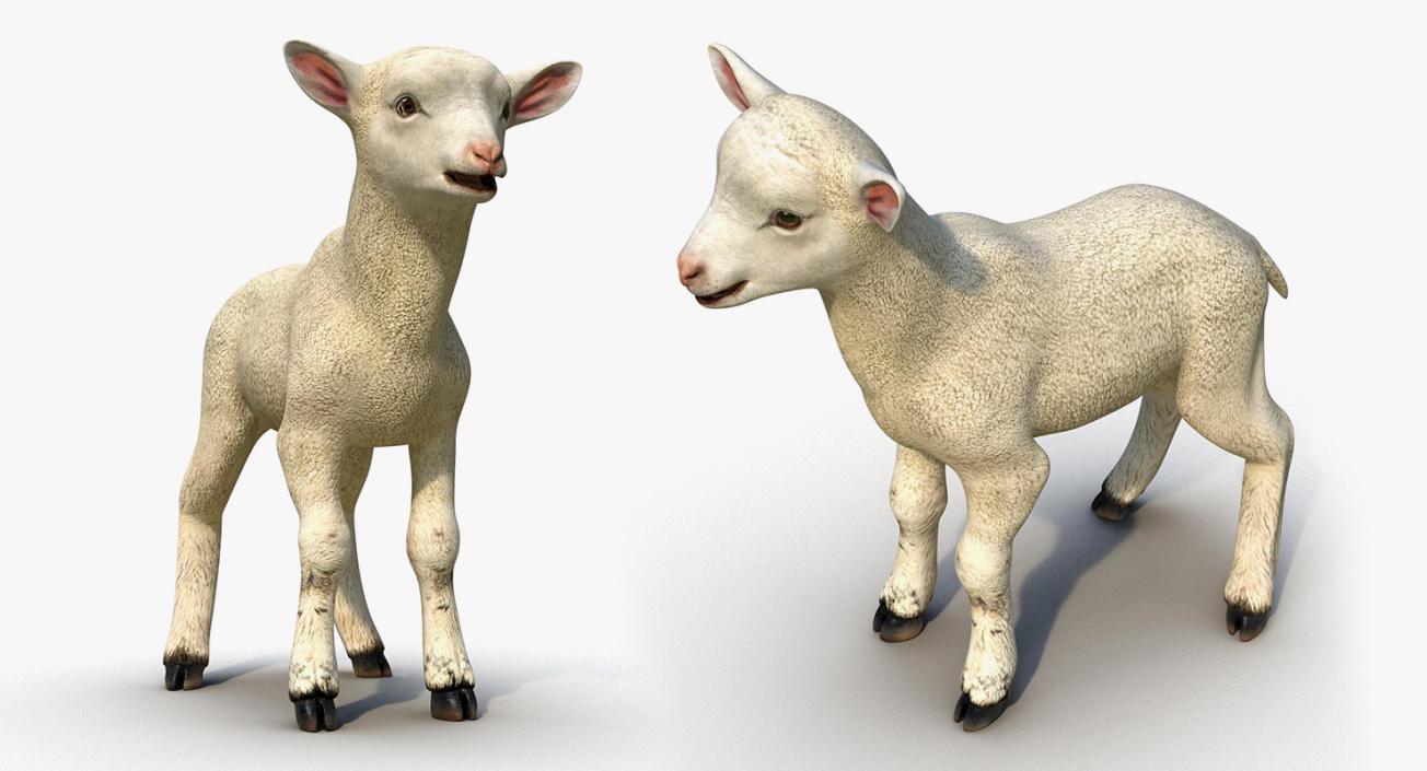 Farm Animals Big Collection 3D