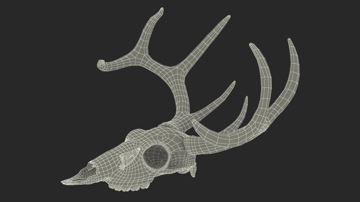 3D Deer Skull with Antlers model