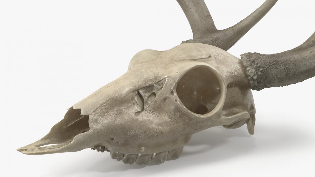 3D Deer Skull with Antlers model