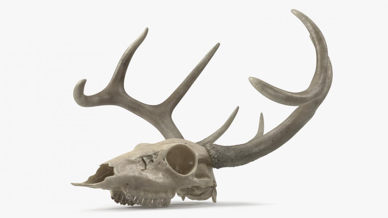 3D Deer Skull with Antlers model