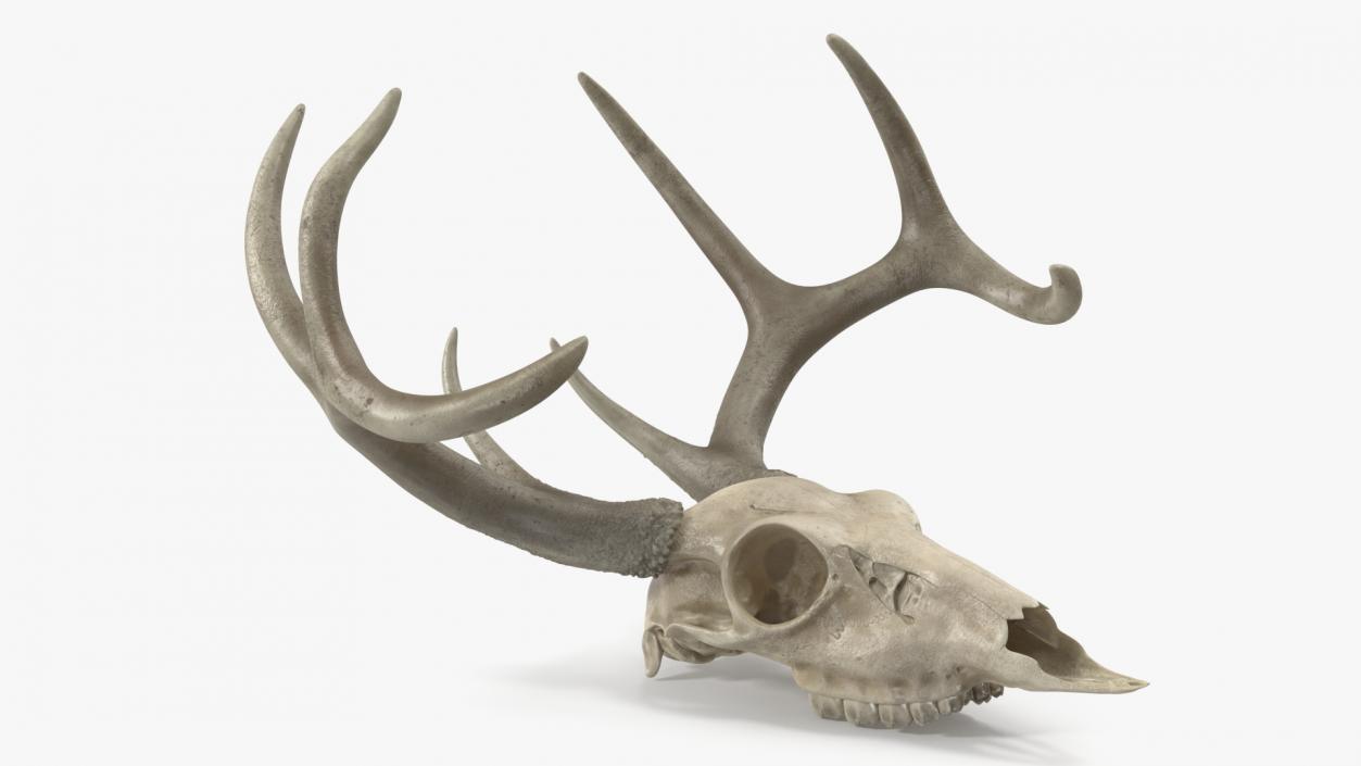 3D Deer Skull with Antlers model