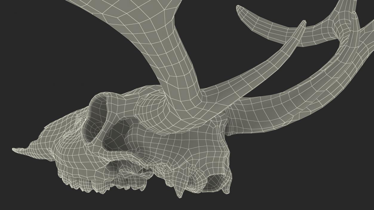 3D Deer Skull with Antlers model