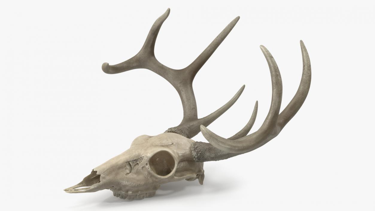 3D Deer Skull with Antlers model