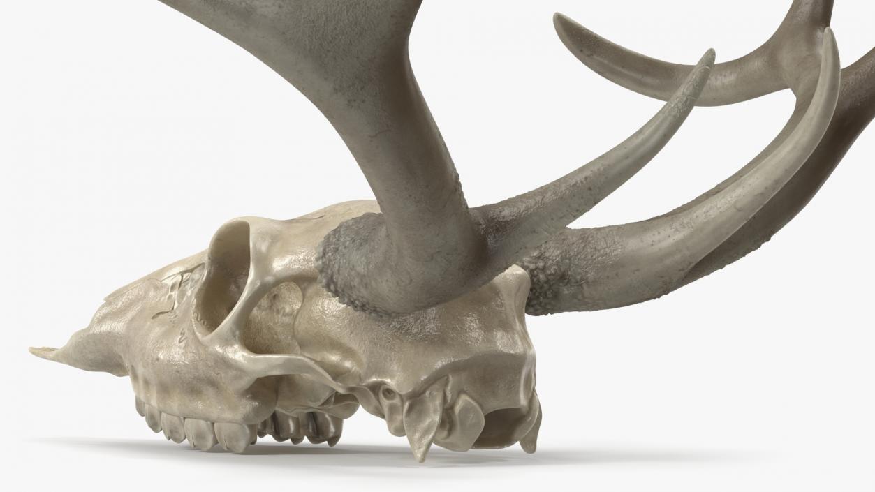 3D Deer Skull with Antlers model