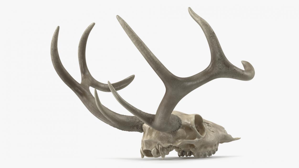 3D Deer Skull with Antlers model