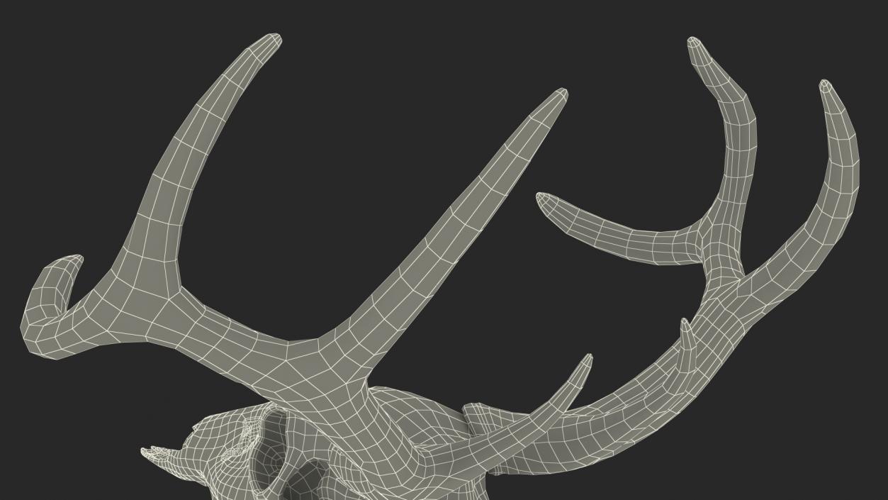 3D Deer Skull with Antlers model