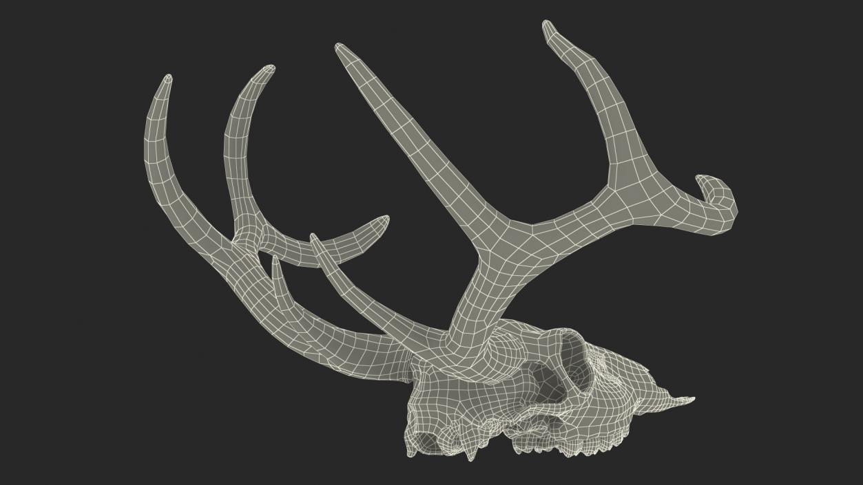 3D Deer Skull with Antlers model