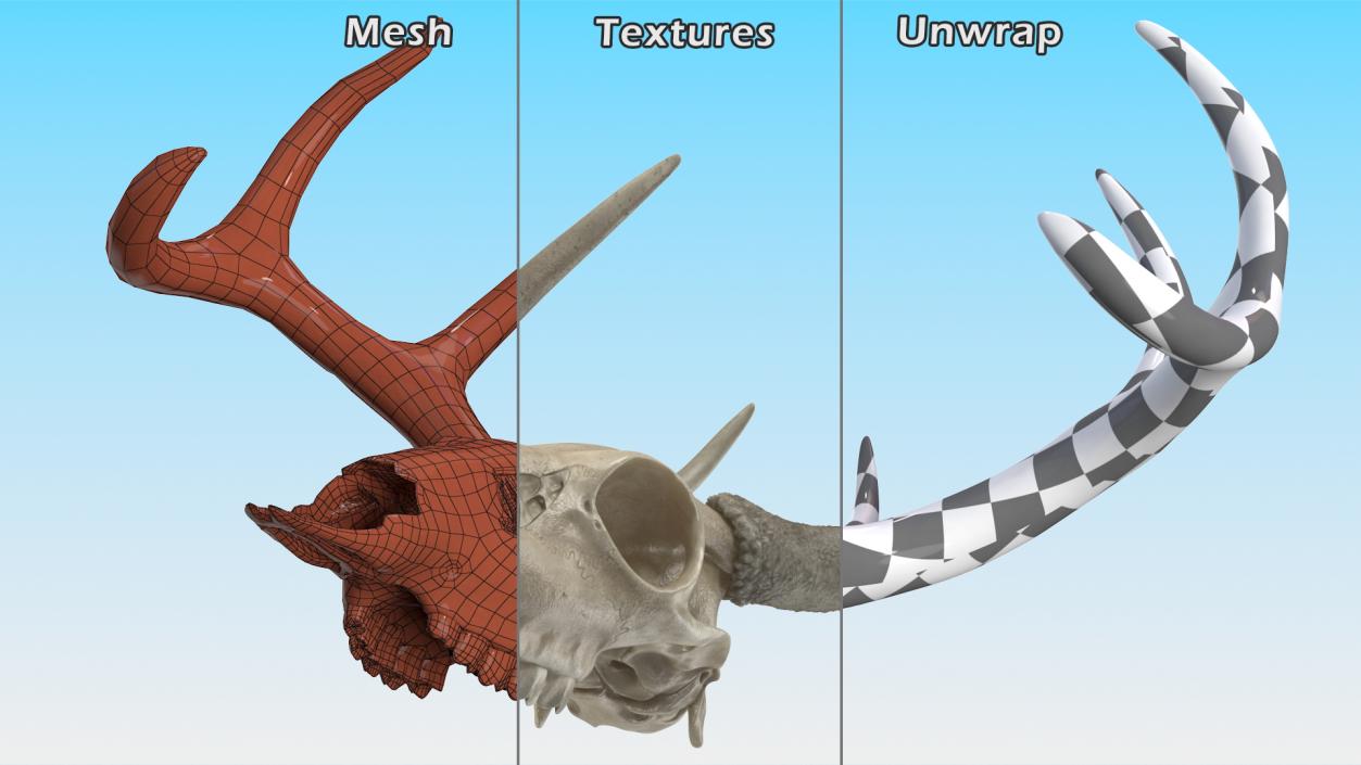 3D Deer Skull with Antlers model