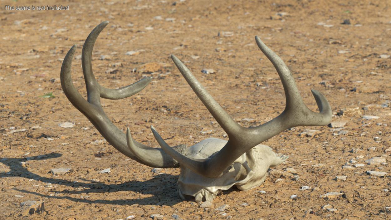 3D Deer Skull with Antlers model