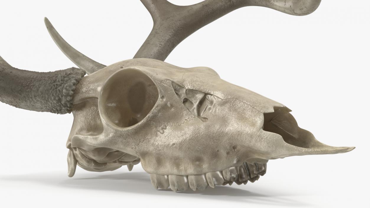 3D Deer Skull with Antlers model