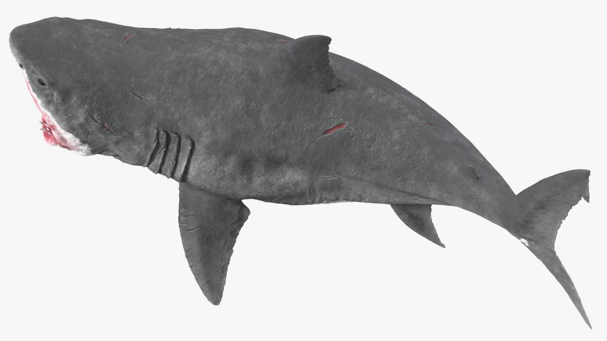 3D model Megalodon Aggressive Pose