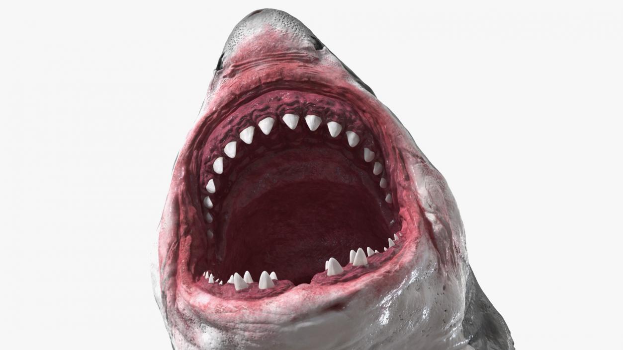 3D model Megalodon Aggressive Pose