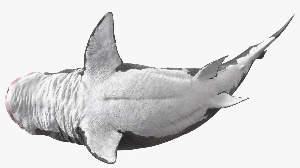 3D model Megalodon Aggressive Pose