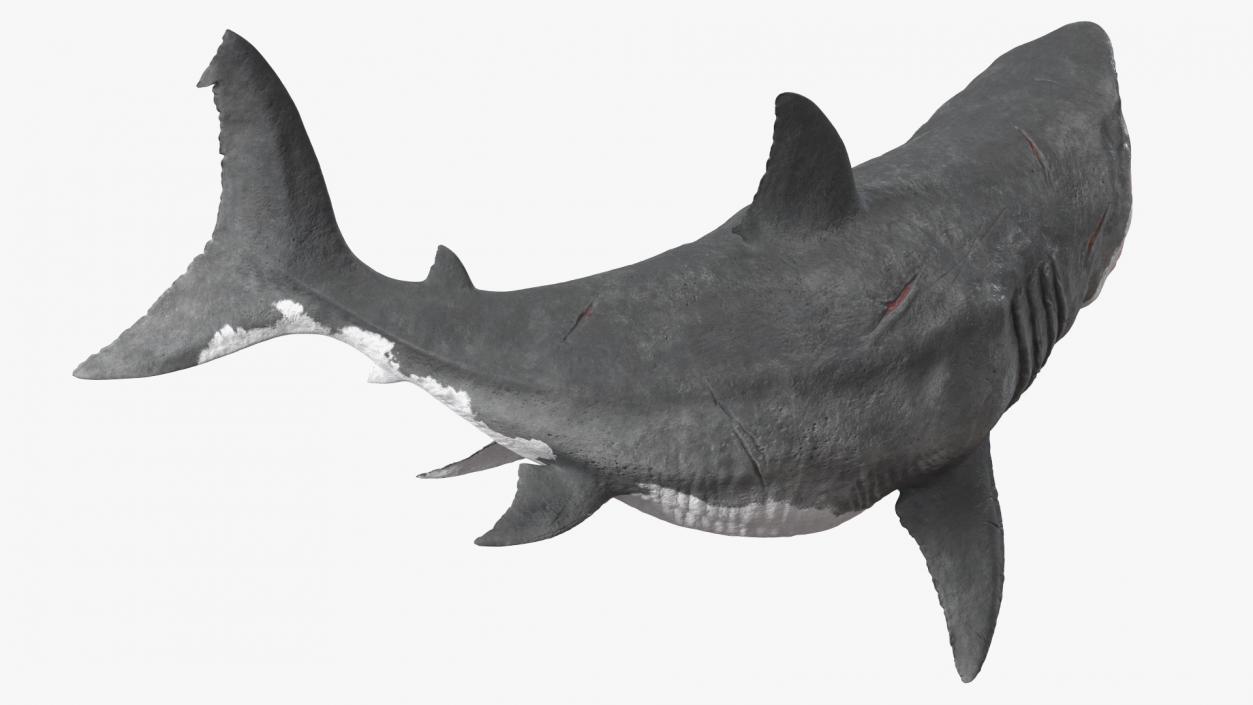 3D model Megalodon Aggressive Pose