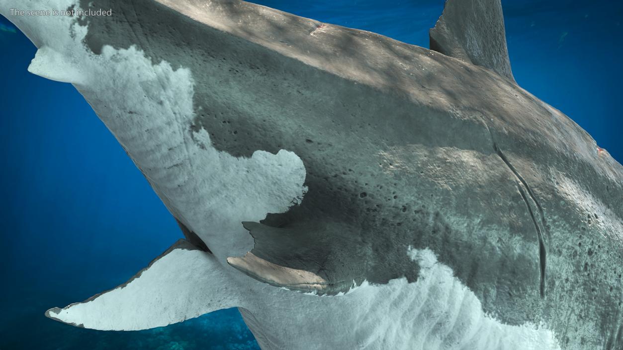 3D model Megalodon Aggressive Pose