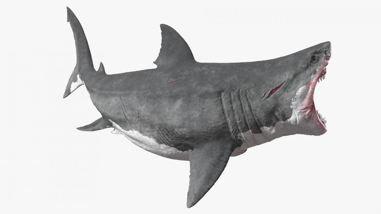 3D model Megalodon Aggressive Pose