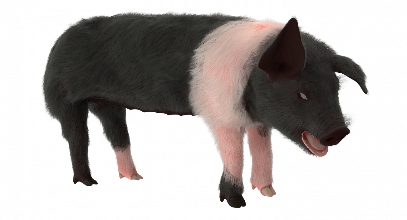 3D Hampshire Pig Piglet with Fur Rigged