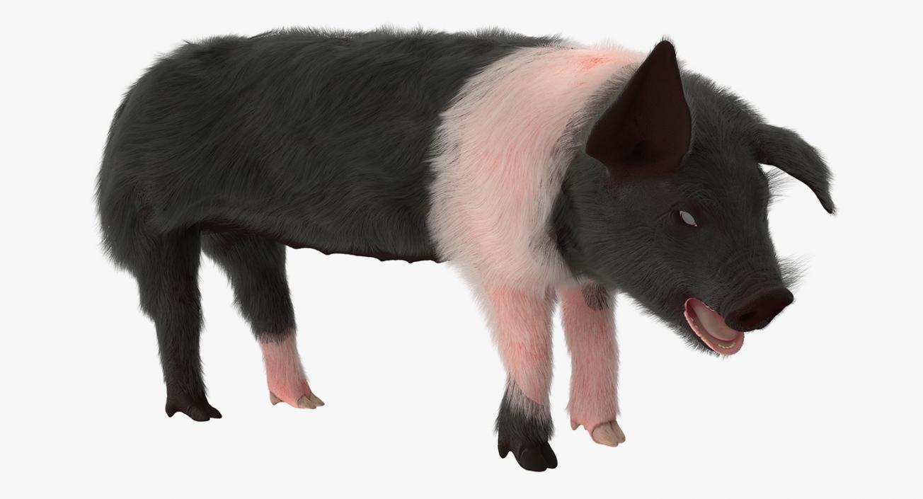 3D Hampshire Pig Piglet with Fur Rigged