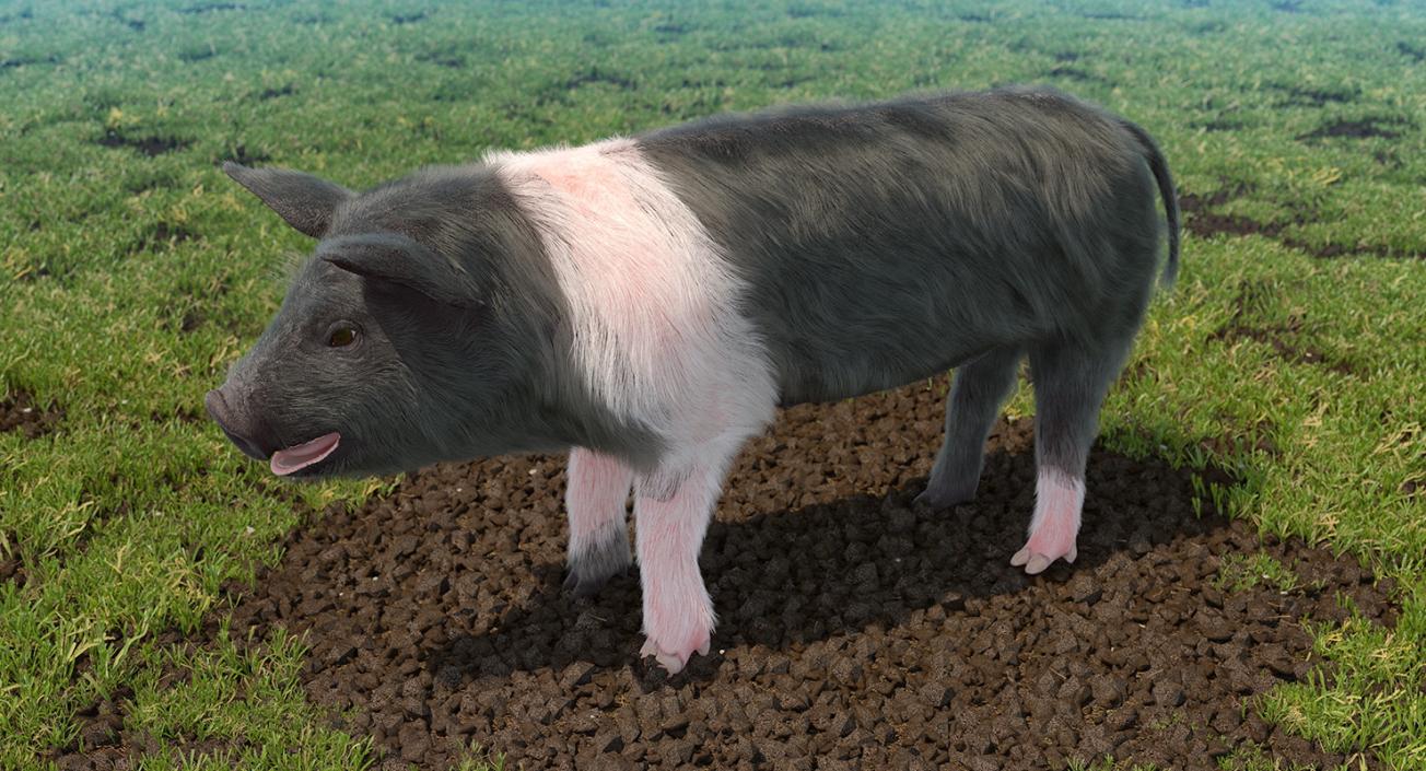 3D Hampshire Pig Piglet with Fur Rigged