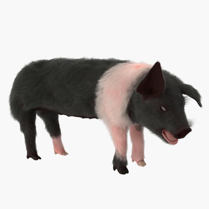 3D Hampshire Pig Piglet with Fur Rigged