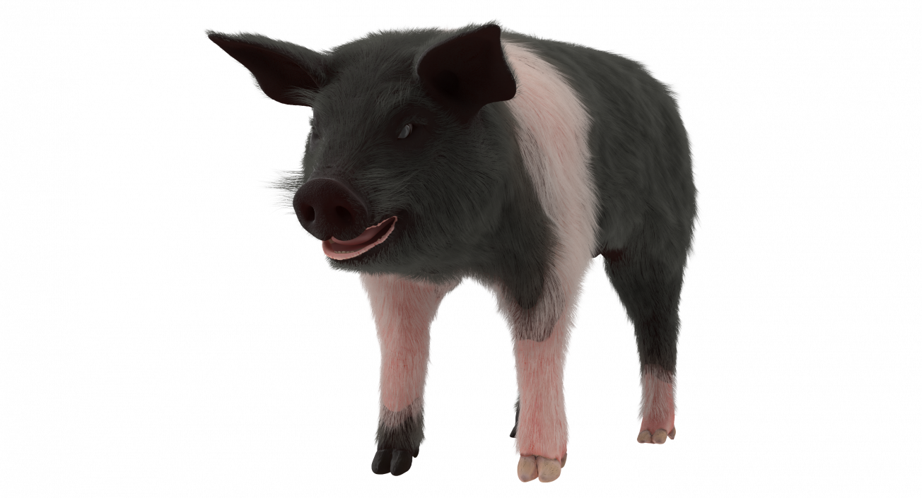 3D Hampshire Pig Piglet with Fur Rigged