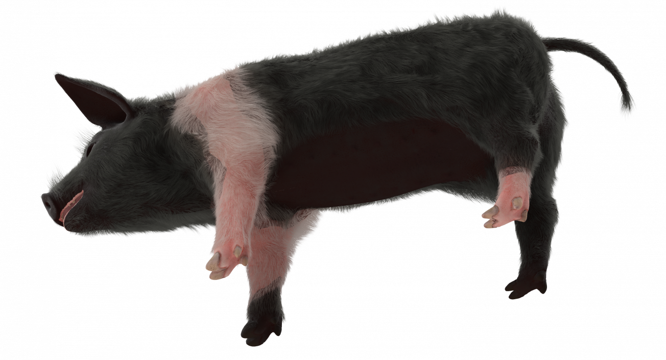 3D Hampshire Pig Piglet with Fur Rigged