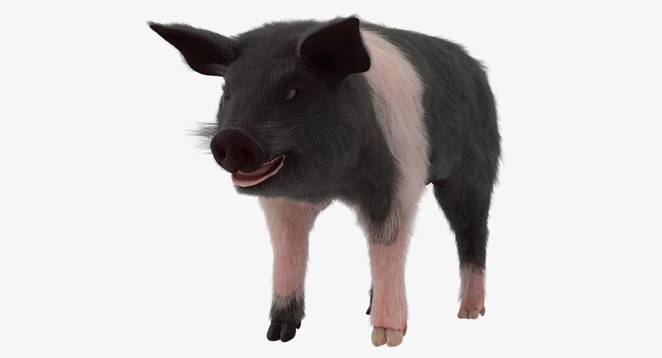 3D Hampshire Pig Piglet with Fur Rigged