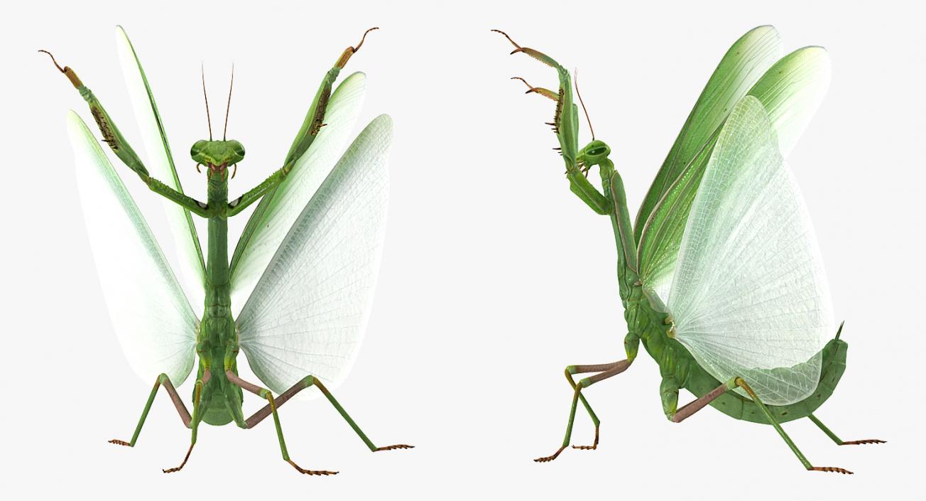 3D Praying Mantis with Fur model