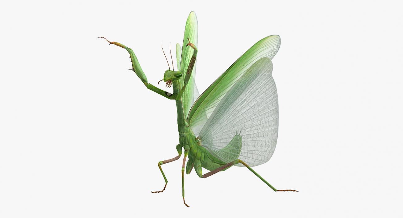 3D Praying Mantis with Fur model