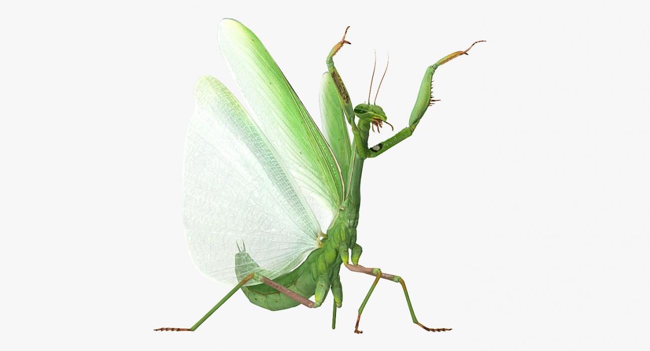 3D Praying Mantis with Fur model