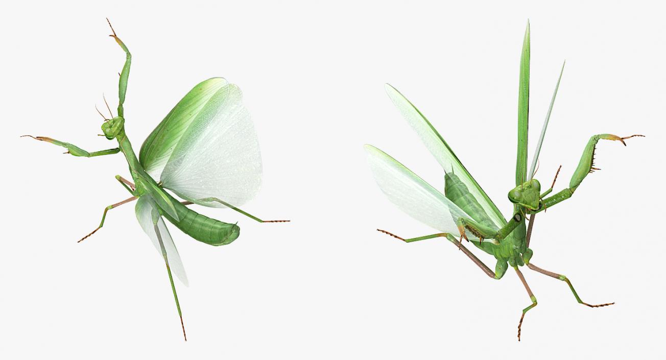 3D Praying Mantis with Fur model