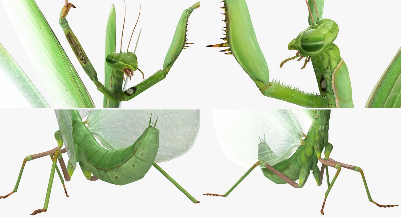 3D Praying Mantis with Fur model